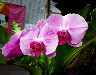 Phalaenopsis open in winter southern nature,   