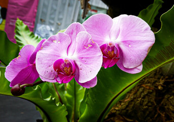 Phalaenopsis open in winter southern nature,   
