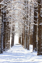 Fototapeta premium snowy mountain