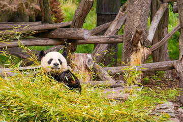 Panda im Zoo