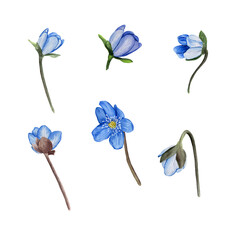 Hepatica blue spring flowers watercolor set. Isolated on white background.