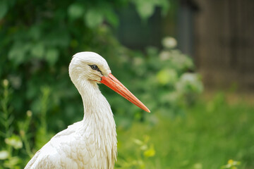 Storch im Zoo 