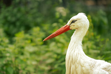 Storch im Zoo 