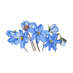 Hepatica blue spring flowers watercolor illustration. Isolated on white background.