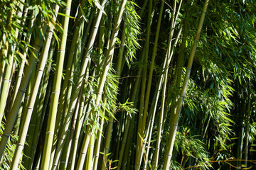 Bamboo trunk and leaves. Bamboo forest selective focus, sunlight in the distance.