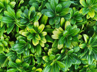 Floral background. Shrub with beautiful bright green small leaves. View from above.