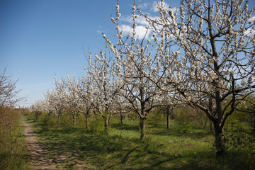 blossom fruit valley, cherry ttrees blooming on sun day