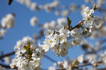 cherry flowers in bloom on a cherry tree, a natural spring background