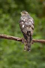 Sparrowhawk, Accipiter nisus. Bird of Prey