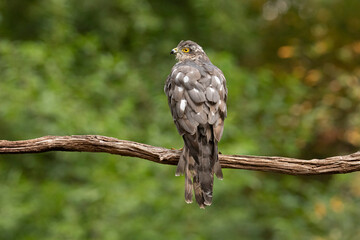 Sparrowhawk, Accipiter nisus. Bird of Prey