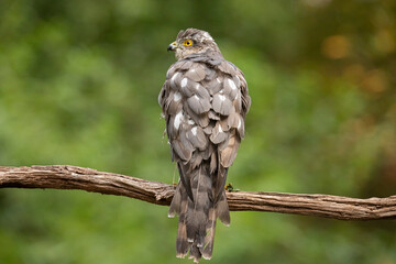 Sparrowhawk, Accipiter nisus. Bird of Prey