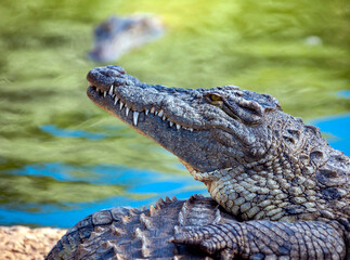 Crocodile of the Nile shows teeth against the background of water in Africa.