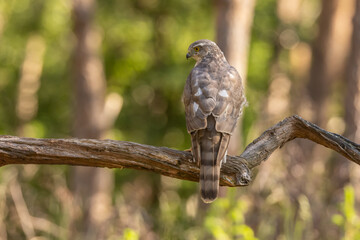 Sparrowhawk, Accipiter nisus. Bird of Prey