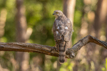 Sparrowhawk, Accipiter nisus. Bird of Prey