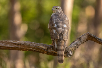 Sparrowhawk, Accipiter nisus. Bird of Prey