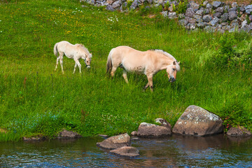 Fototapeta premium Fjord horses on a meadow at a river
