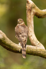 Sparrowhawk, Accipiter nisus. Bird of Prey
