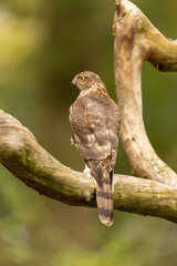 Sparrowhawk, Accipiter nisus. Bird of Prey