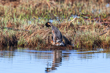 Pair of Great crested grebe mating at their nest