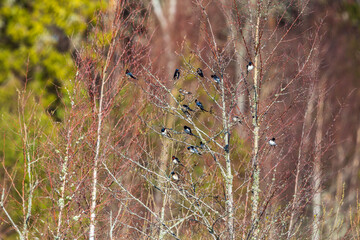 Flock with Barn swallows in a tree