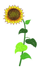Sunflower. Color image of stylized flowers. Stamp, print on fabric, design, background.
Vector drawing.