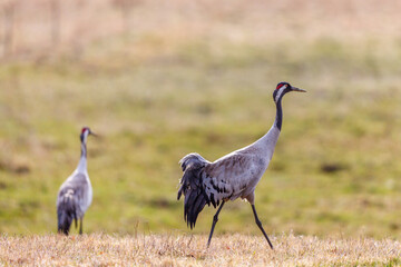 Obraz na płótnie Canvas Pair of cranes on a meadow in spring