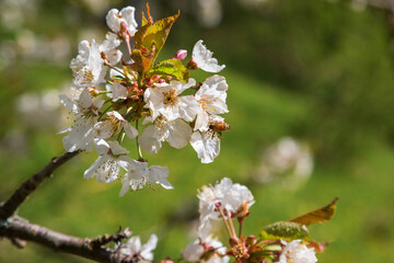 Cherry blossoms