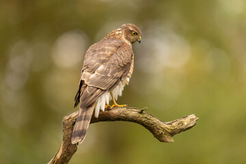 Sparrowhawk, Accipiter nisus. Bird of Prey