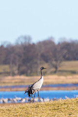 Crane at a lake Hornborgasjon in spring