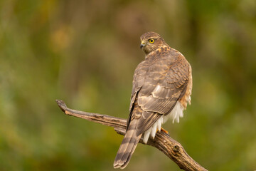 Sparrowhawk, Accipiter nisus. Bird of Prey