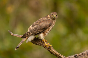Sparrowhawk, Accipiter nisus. Bird of Prey