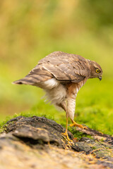 Sparrowhawk, Accipiter nisus. Bird of Prey