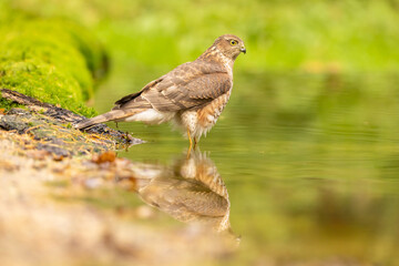 Sparrowhawk, Accipiter nisus. Bird of Prey