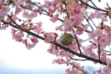 満開の河津桜とメジロ