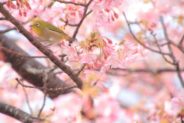 満開の河津桜とメジロ