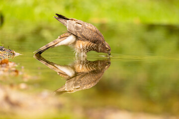 Sparrowhawk, Accipiter nisus. Bird of Prey