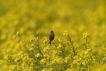 oriental greenfinch in the field
