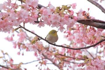 満開の河津桜とメジロ
