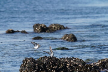 andpiper in the sea