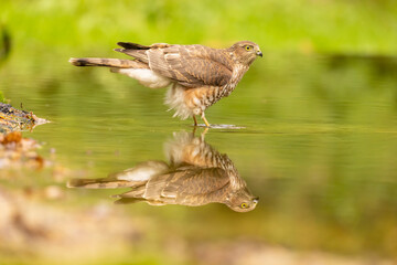 Sparrowhawk, Accipiter nisus. Bird of Prey