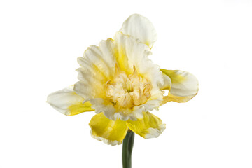 Naklejka na ściany i meble Yellow unusual daffodil flower isolated on white background.