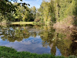 Der Seespiegel spiegelt die umgebende Natur wider. Grünes Gras auf der Wiese. Die Äste des Baumes sind verzweigt. Die Bäume sind voller grüner Blätter. Bäume am Flussufer. Reflexion.