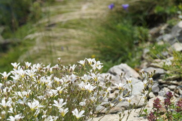 Blumen