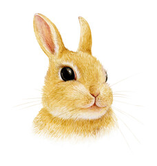 Watercolor illustration of a cute bunny.