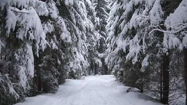 Walking with first person view in snowy forest on a trail with tall spruces
