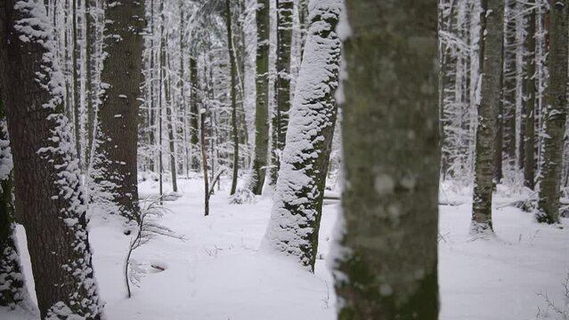 Snowy forest with beech trees covered with snow