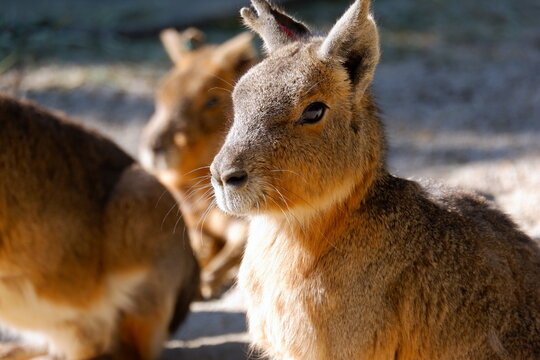 テンジクネズミ Images Browse 553 Stock Photos Vectors And Video Adobe Stock