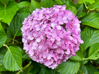 A natural heart shaped flower bouquet with green leaves as background, Pink flower four-leaf clover Acetosella Oxsalis, Sydney NSW Australia