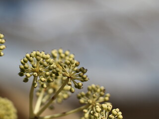 複数のヤツデの雌花のアップ