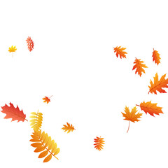 Oak, maple, wild ash rowan leaves vector, autumn foliage on white background.